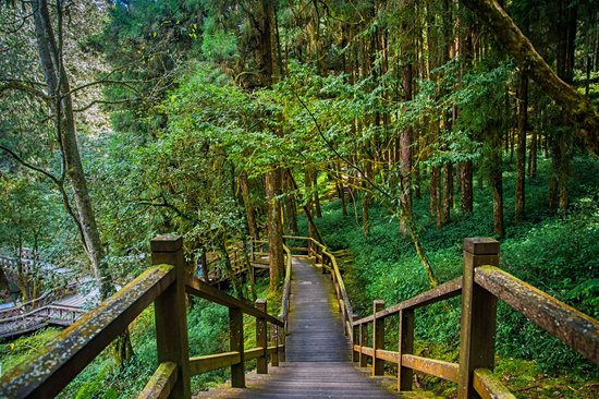 Alishan National Scenic Area