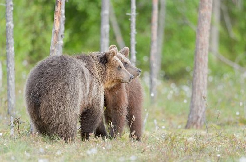 Vivre en plein nature au Centre de la Vie Sauvage de Martinselkonen