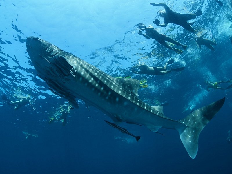 Rencontrer les requins-baleines