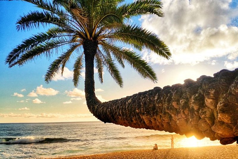 plage Sunset beach crooked palm tree - Oahu