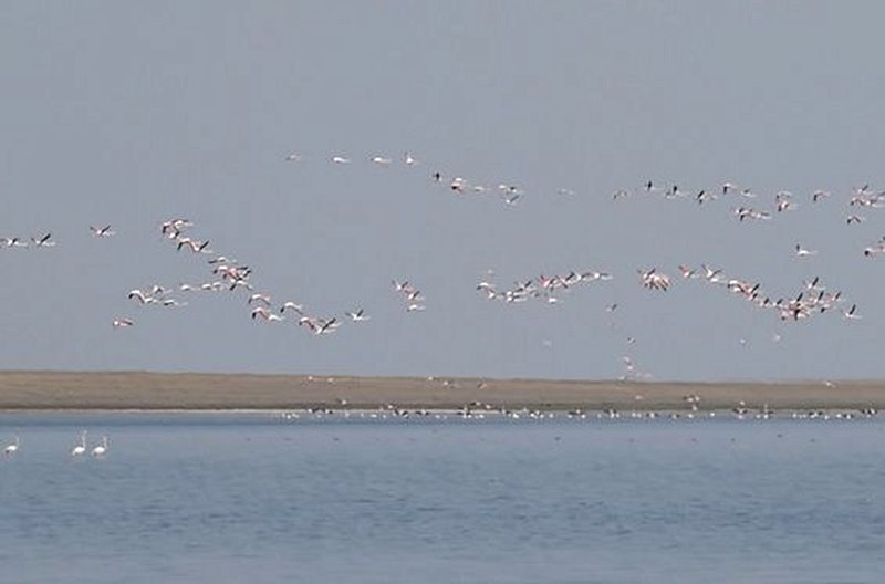 Observer les oiseaux