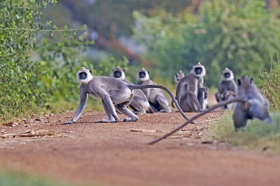 Parc national de Wilpattu