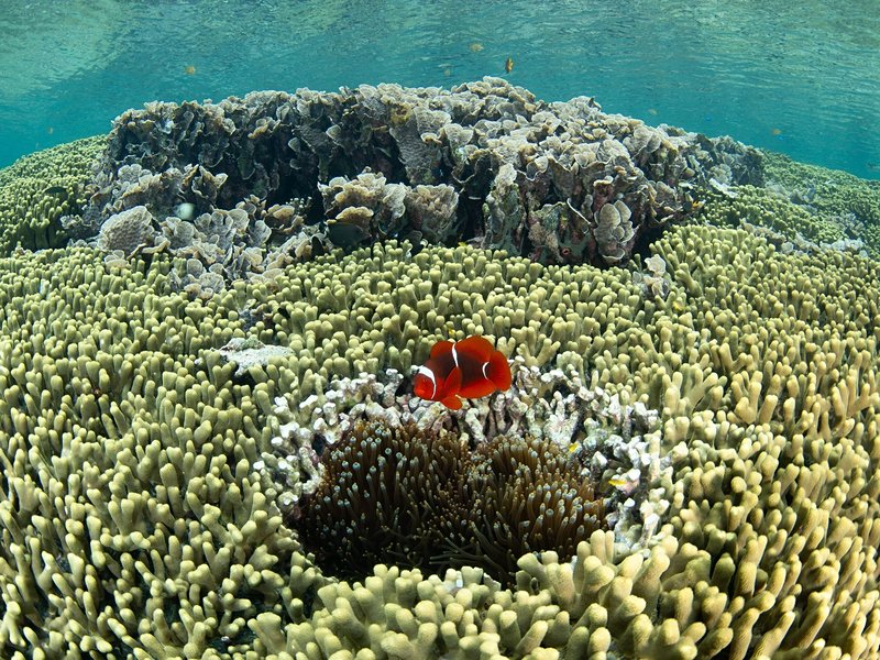 Les îles Banda, Moluques