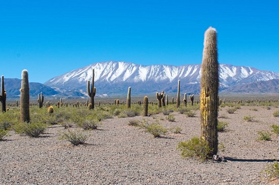 Parc national Los Cardones