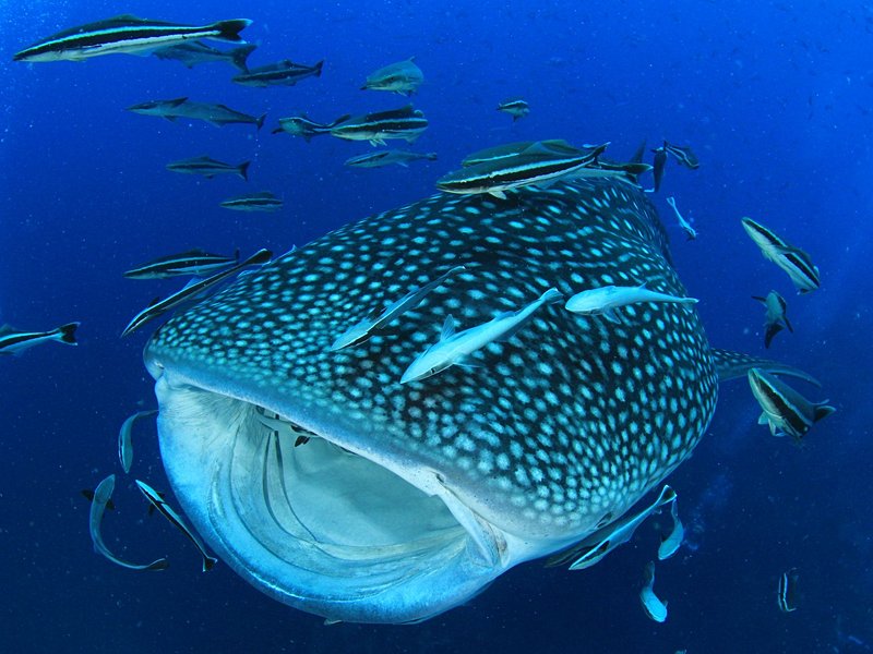 Isla Mujeres