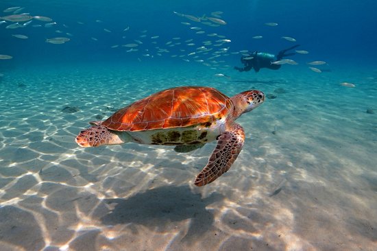 Cozumel