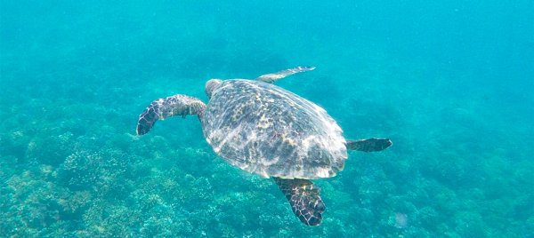 Plonger à Coiba, l'un des fonds marins les plus riches au monde