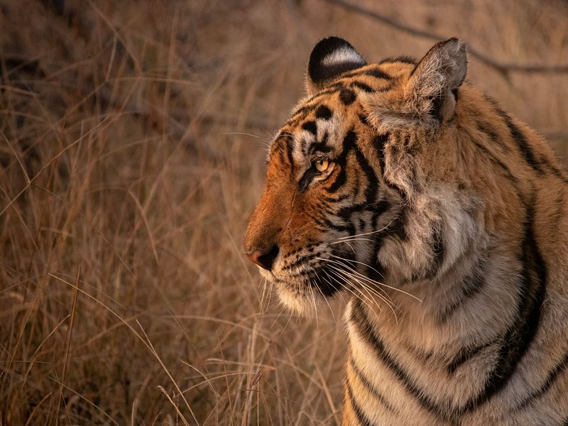 Parc national de Ranthambore