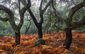 Parc naturel Los Alcornocales
