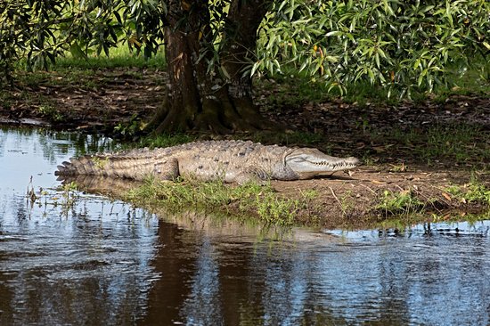 Safari dans les Llanos