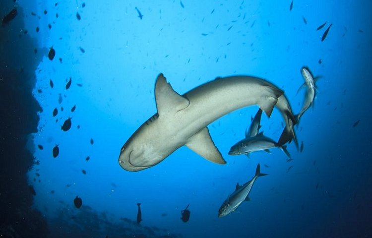 Requin blanc