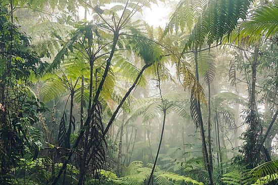 Passer 2 jours au cœur du parc national Corcovado