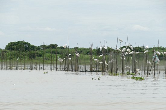 Réserve de biosphère de Prek Toal