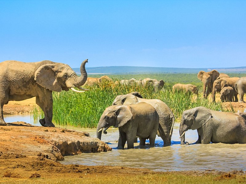 Parc national des Éléphants d'Addo