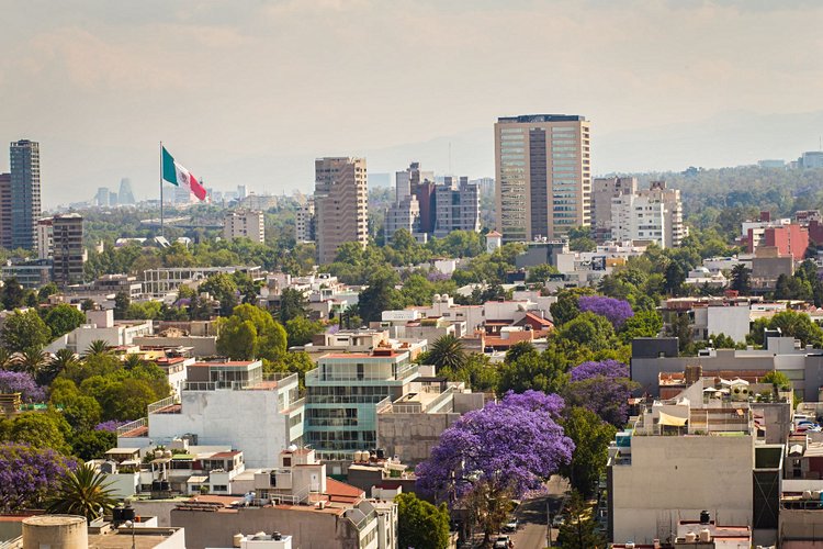 Jacarandas violets - Mexico City, Mexique 3