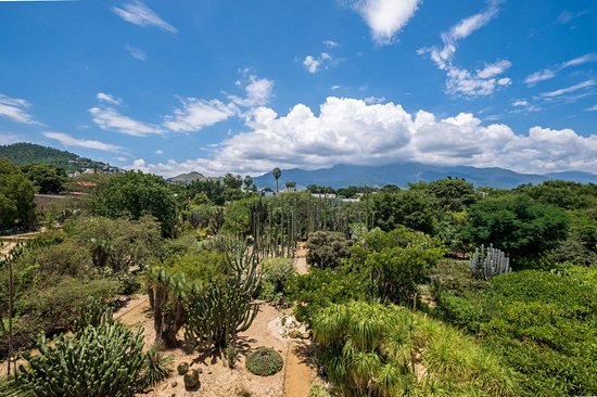Jardin ethnobotanique