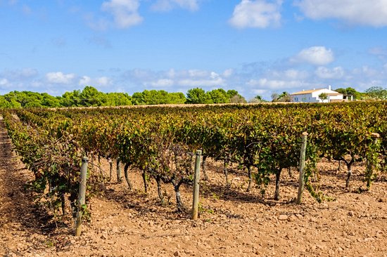 Visiter une cave à vins