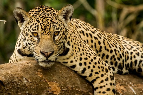 Le Pantanal paraguayen