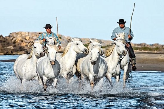 S’évader en Camargue
