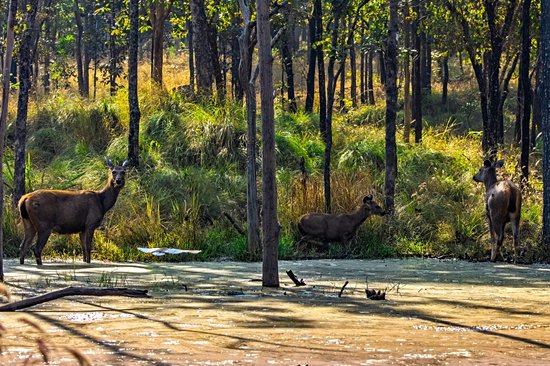 Parc national de Pench