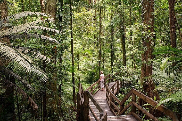 Daintree et Cap Tribulation