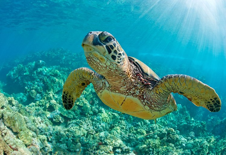 Les tortues de Punalu’u beach 3
