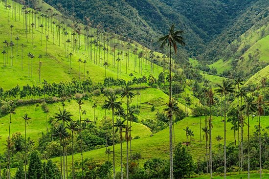 Vallée de la Cocora
