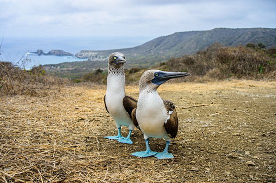 Isla de la Plata