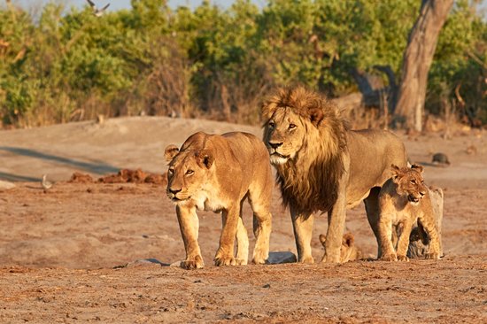 Limpopo Lipadi Private Game and Wilderness Reserve