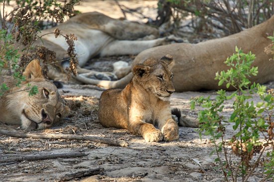 Le parc national de Nyerere (ex-réserve de Selous)